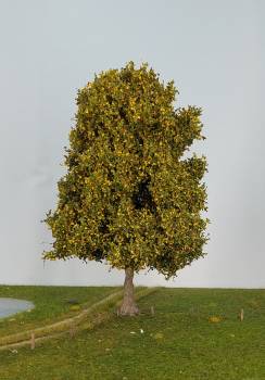 chestnut tree early fall Profi